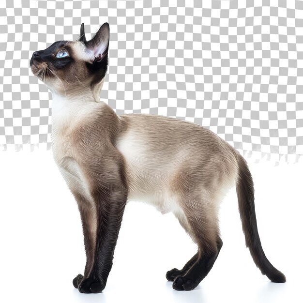 PSD um gato com uma cauda preta e um fundo branco com um fundo branco