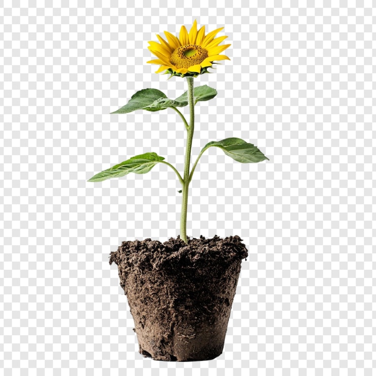 PSD um girassol amarelo vibrante brota alegremente do solo escuro em uma pequena panela um símbolo de nova vida e crescimento