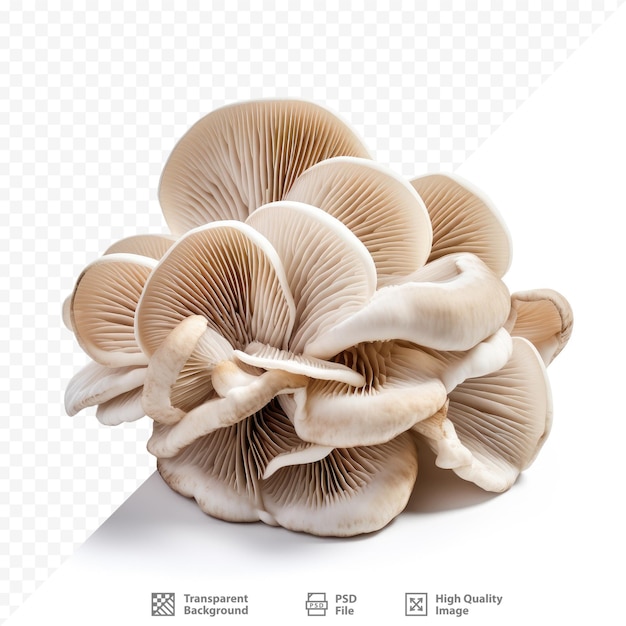 PSD um grupo de cogumelos com um fundo branco e um marrom que diz cogumelos.