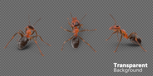 PSD um grupo de formigas é mostrado em um fundo transparente