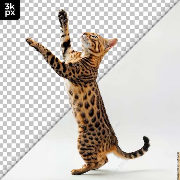 Um leopardo de pé em suas patas traseiras e o outro gato