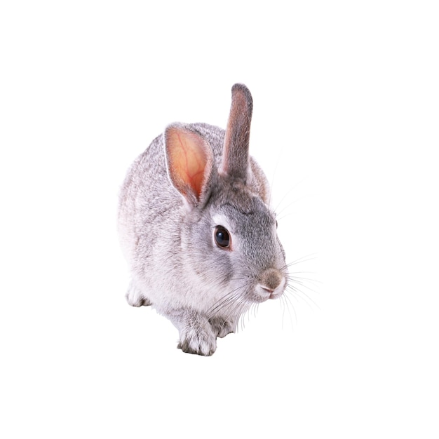 Um lindo coelho cinzento isolado em um fundo branco
