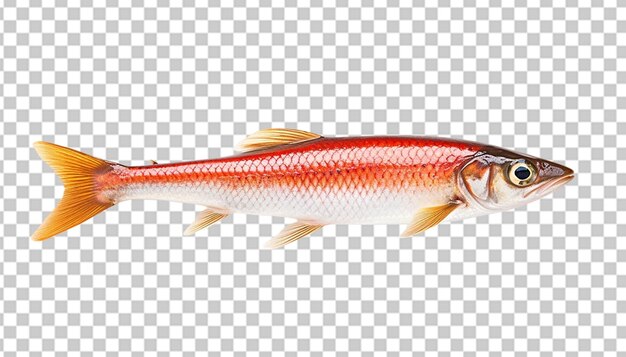 PSD um minnow de 3d