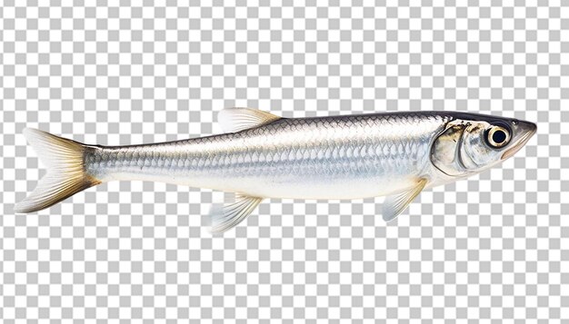 PSD um minnow de 3d