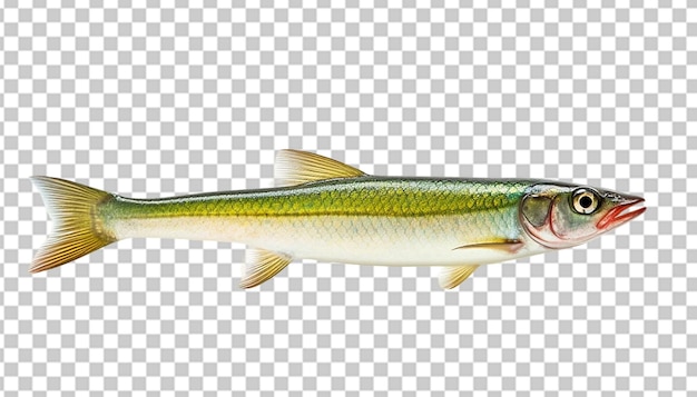 PSD um minnow de 3d