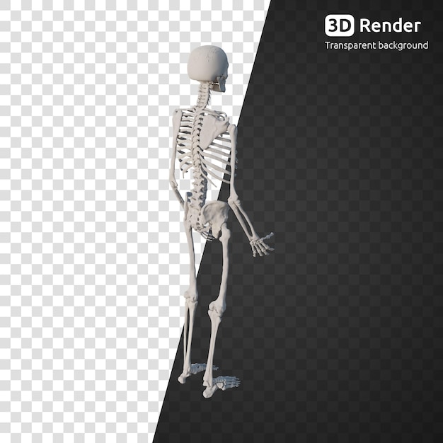 PSD um modelo de esqueleto 3d