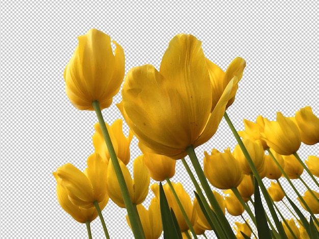Um monte de tulipas amarelas com o céu ao fundo.
