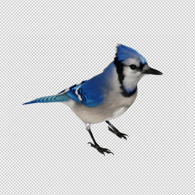 um pássaro azul com uma cauda azul está correndo em um fundo branco