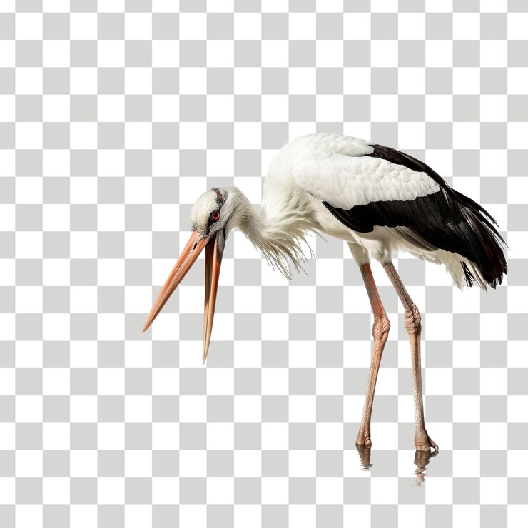 PSD um pássaro com pernas longas está em um fundo a quadros