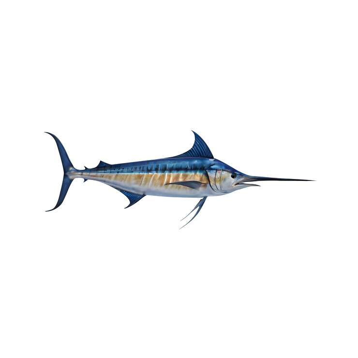 PSD um peixe marlin azul de fundo transparente
