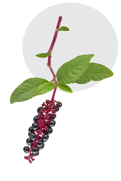 PSD um pokeweed americano roxo isolado