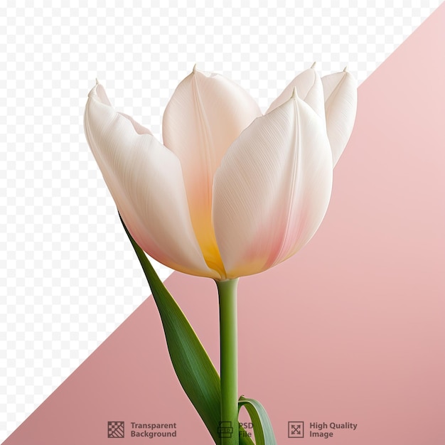 um pôster de uma tulipa com as palavras "tulipa".