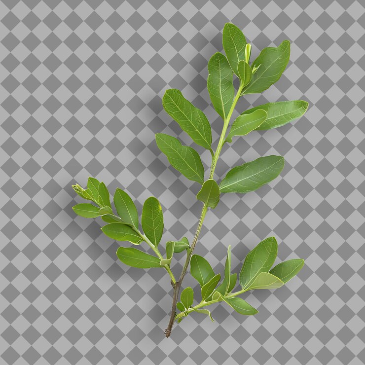 PSD um ramo de uma planta com folhas que está em um fundo cinzento