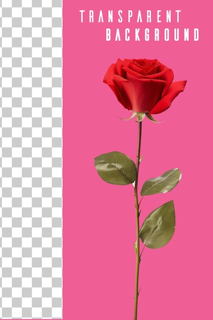 Um único caule transparente de rosa vermelha isolado em fundo branco