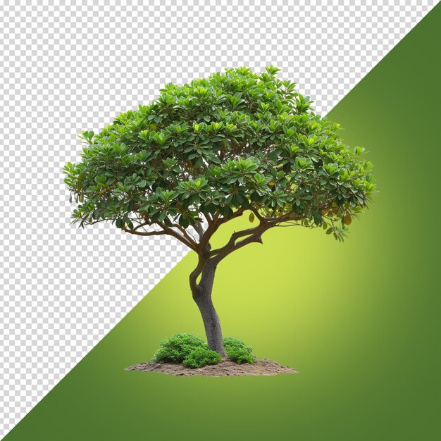 PSD uma árvore com um fundo verde e uma imagem de uma árvore