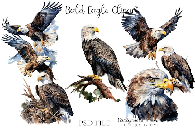 PSD uma colagem de imagens de águias americanas e um pássaro com a imagem de uma águia careca.
