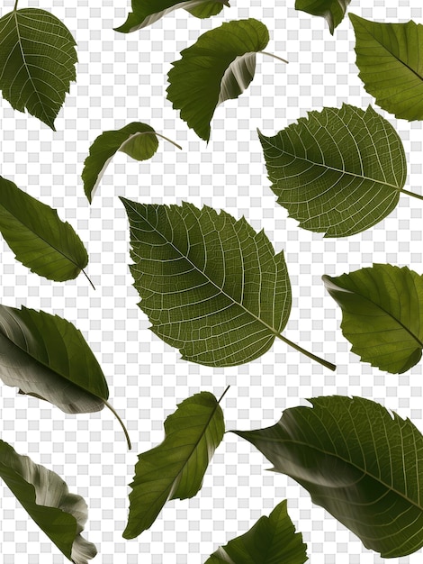 Uma coleção de folhas verdes com a palavra folha sobre elas