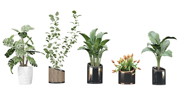 Uma fileira de plantas em tamanhos diferentes, incluindo uma que diz 'verde'