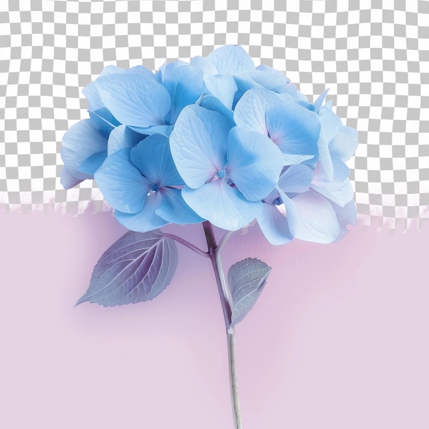 Uma flor azul é mostrada em um fundo rosa