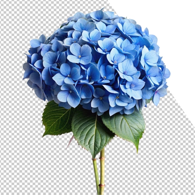uma flor azul é mostrada em um fundo transparente