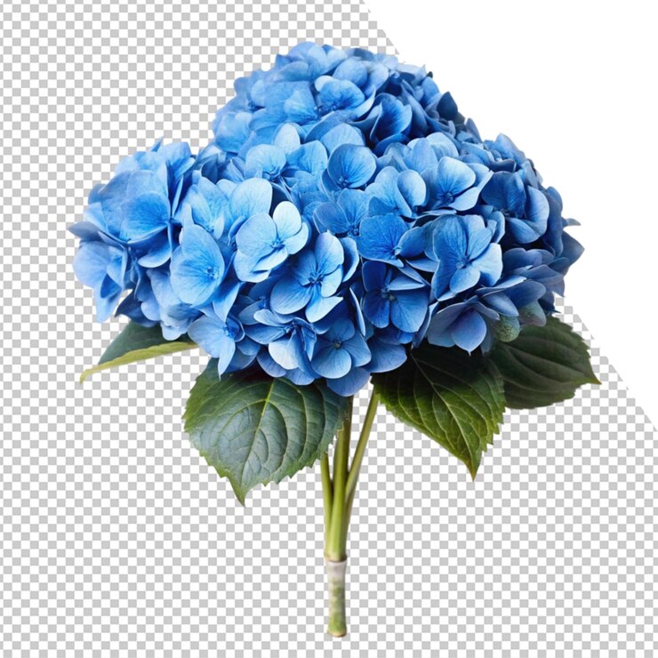 PSD uma flor azul é mostrada em uma foto