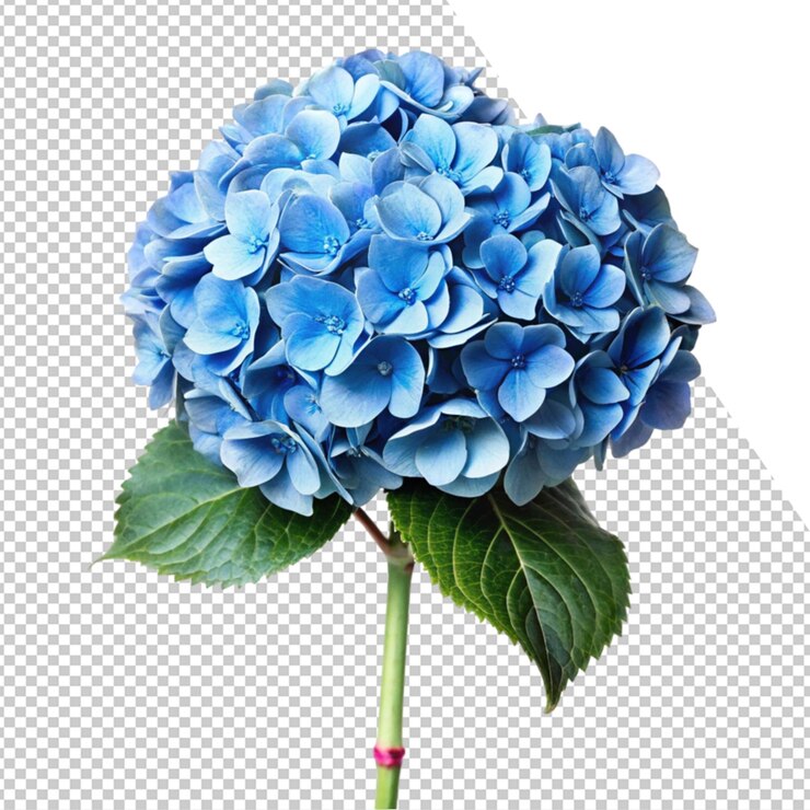 PSD uma flor azul é mostrada em uma foto