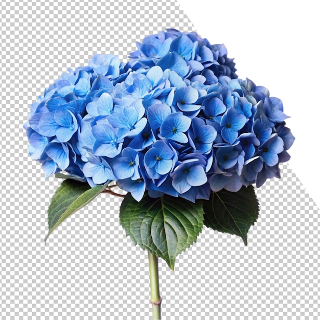 uma flor azul é mostrada em uma foto