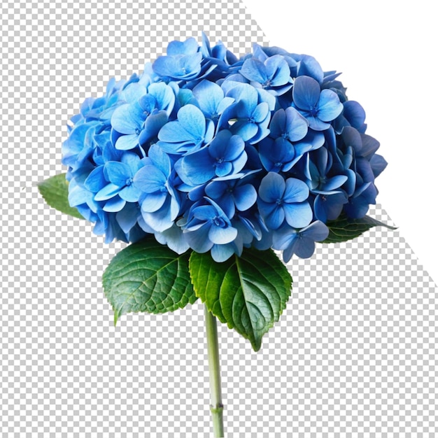 uma flor azul é mostrada em uma foto