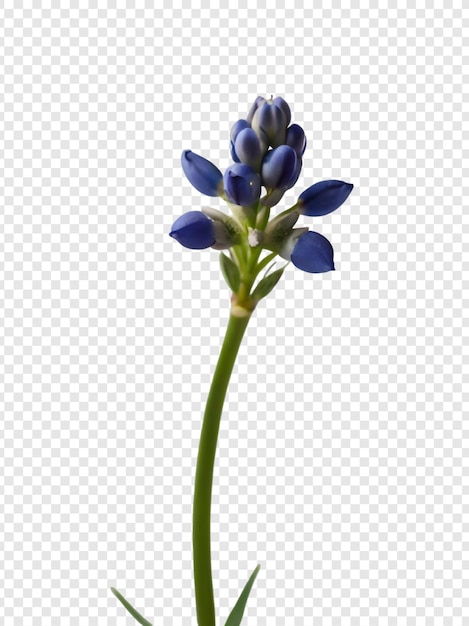 Uma flor azul está a florescer num caule verde
