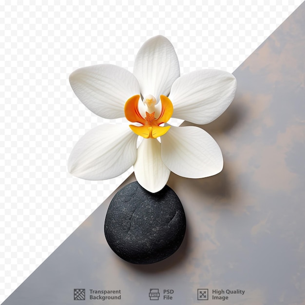 PSD uma flor com uma flor branca no meio.
