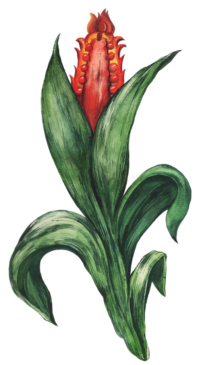 PSD uma flor de aquarela com pétalas delicadas transições suaves de cor criam leveza e aire