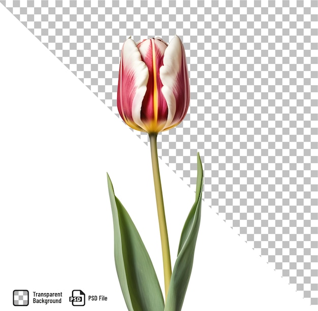 PSD uma flor de tulipa rosa e branca com fundo isolado