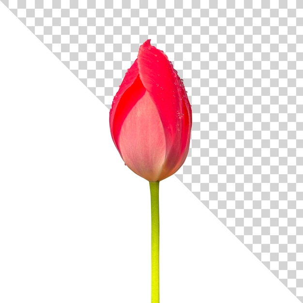 Uma flor de tulipa rosa psd isolada