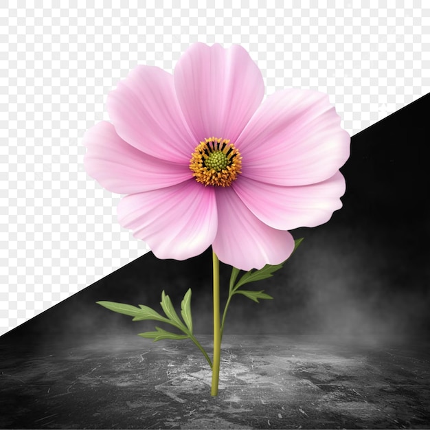 uma flor está em uma mesa com um fundo preto