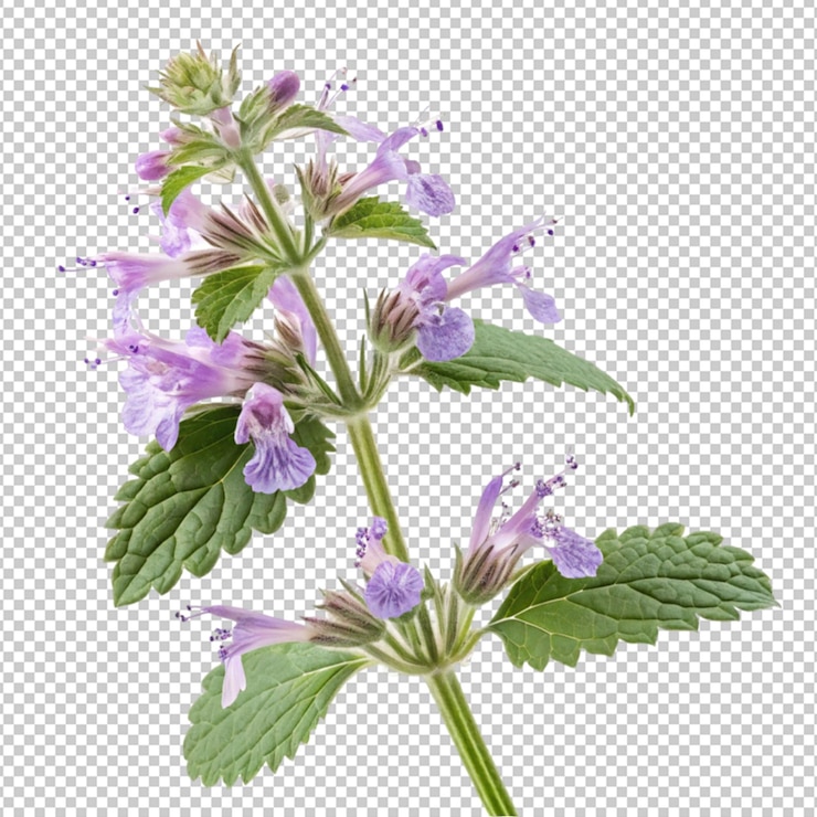 PSD uma flor isolada em alta resolução png