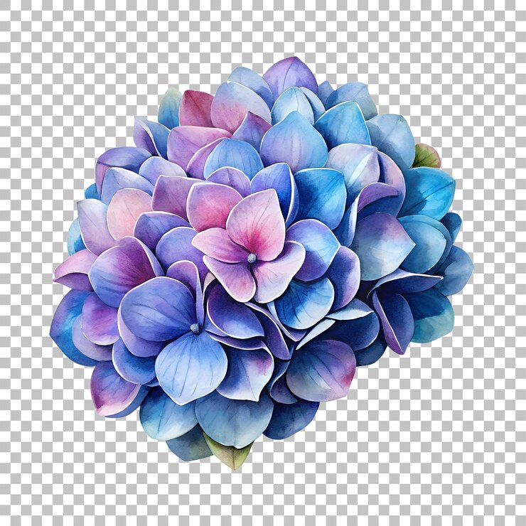 PSD uma flor que é roxa e azul com as cores das pétalas