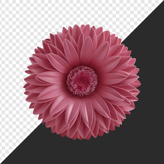 Uma flor rosa bisolada em fundo transparente