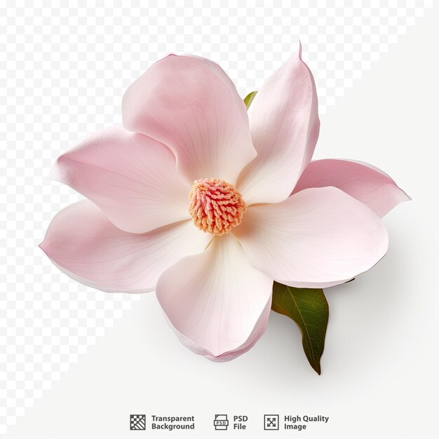 PSD uma flor rosa com a palavra ar nela