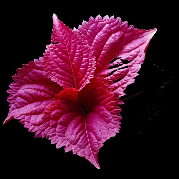 PSD uma flor rosa com um centro vermelho e um pequeno círculo redondo no meio