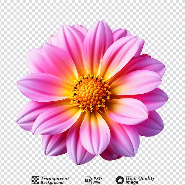 PSD uma flor rosa e amarela isolada em fundo transparente