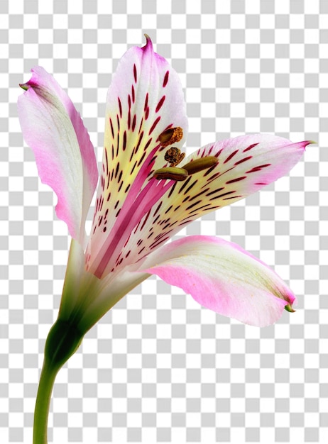 Uma flor rosa e branca de um lírio, flor rosa e branca, flor rosa, transparente png