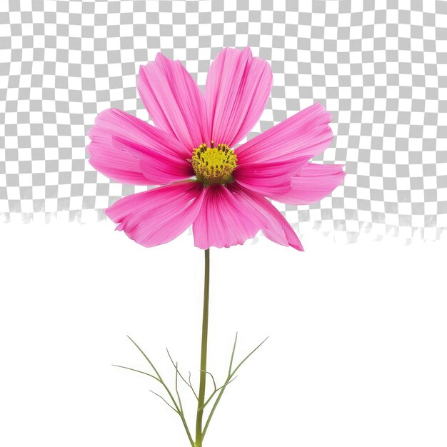 PSD uma flor rosa está na frente de um fundo xadrez