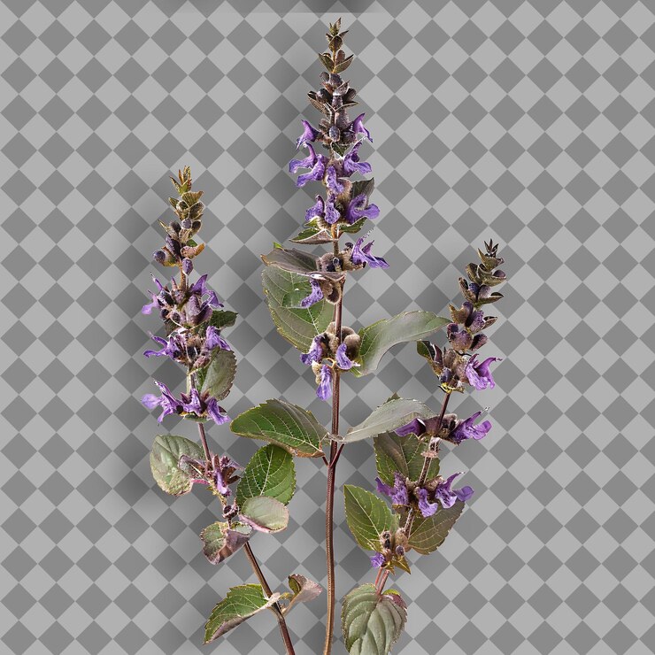 PSD uma flor roxa com as palavras " roxa " em cima dela