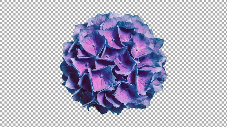 PSD uma flor roxa com um centro azul e a parte inferior esquerda da imagem