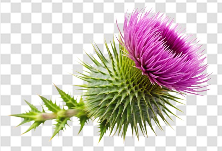 PSD uma flor roxa com um fundo branco e um quadrado preto na parte inferior