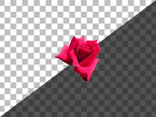 Uma flor sobre um fundo preto e branco