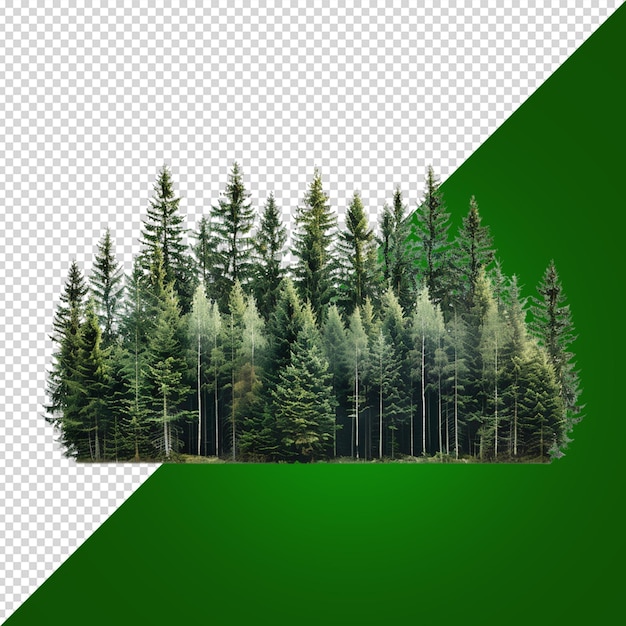 PSD uma floresta com pinheiros isolados em fundo branco
