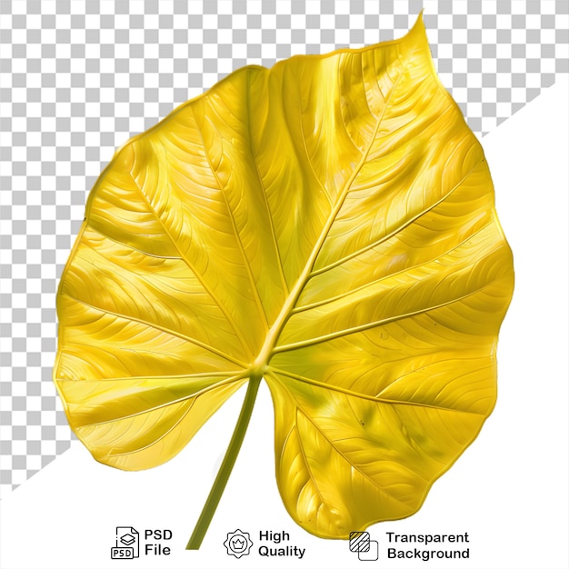 PSD uma folha amarela que está em um fundo transparente folhas da estação de outono
