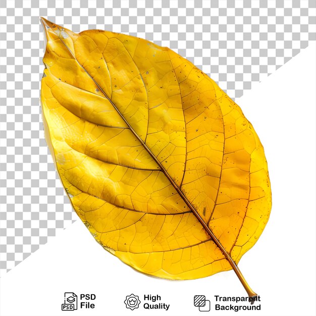 Uma folha amarela que está em um fundo transparente folhas da estação de outono