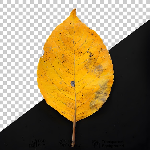 Uma folha amarela que está em um fundo transparente